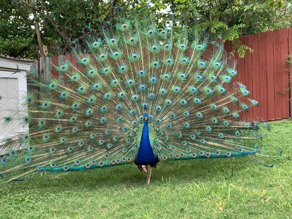 The Peacock House Villa San Antonio Eksteriør billede