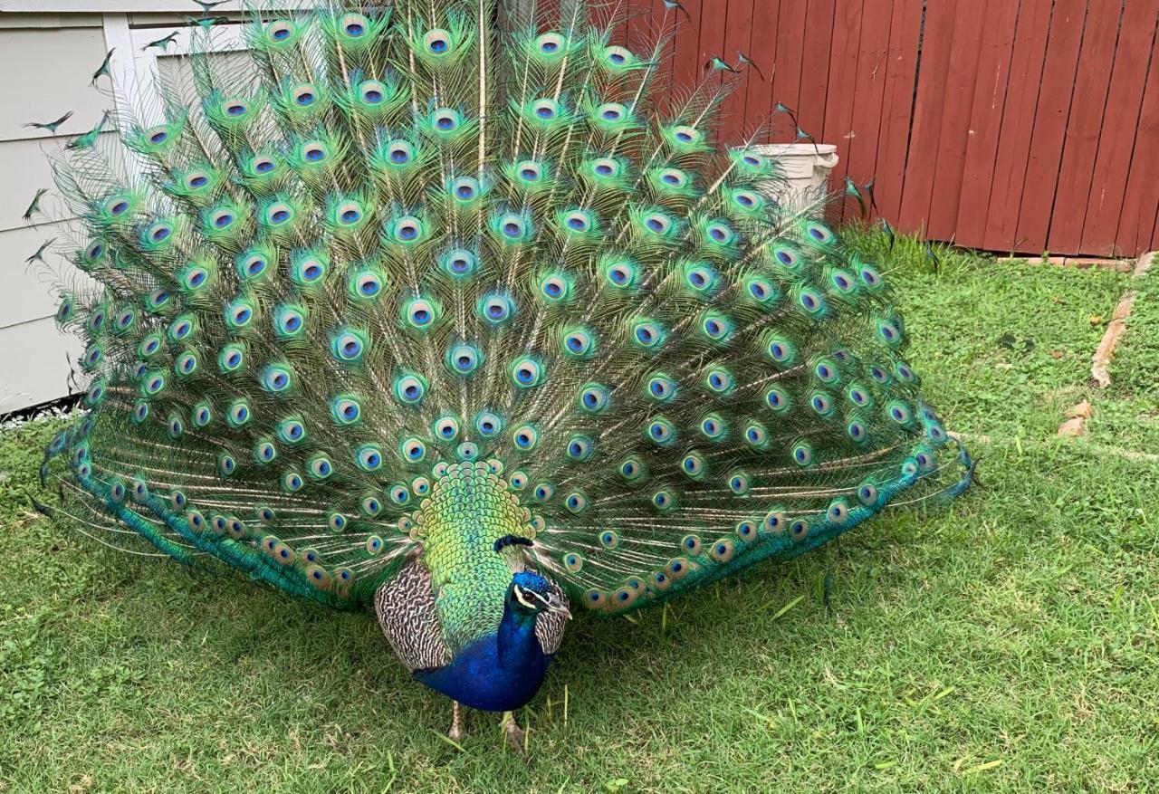 The Peacock House Villa San Antonio Eksteriør billede
